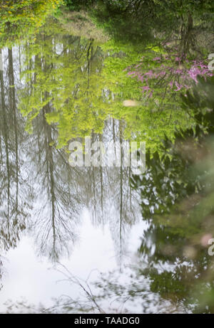 Réflexions sur un lac des Bois au jardin botanique de Wuhan, c'est floue photo de fond naturel. Banque D'Images