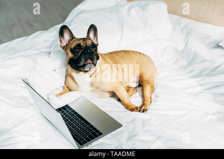 Mignon bouledogue français situées près de l'ordinateur portable sur des draps blancs à la maison Banque D'Images