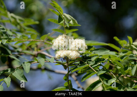 Rowan Tree floraison sur une journée ensoleillée close up Banque D'Images