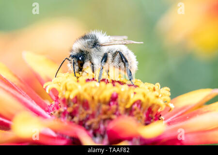 Davies - Colletes daviesanus Colletes sauvages - abeille pollinise une fleur Banque D'Images