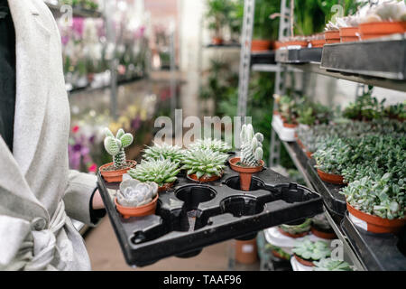 Centre de jardin et fournisseur grossiste concept. Femme tenant une boîte avec des plantes dans ses mains. L'achat des plantes pour la maison. Banque D'Images