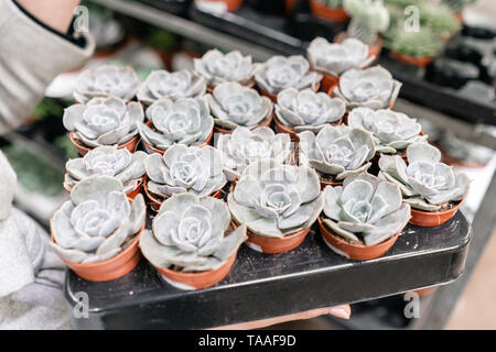 Centre de jardin et fournisseur grossiste concept. Femme tenant une boîte avec des plantes dans ses mains. L'achat des plantes pour la maison. Banque D'Images