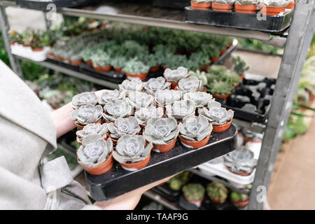 Centre de jardin et fournisseur grossiste concept. Femme tenant une boîte avec des plantes dans ses mains. L'achat des plantes pour la maison. Banque D'Images