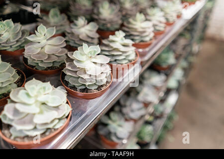 Centre de jardin et fournisseur grossiste concept. Beaucoup de différents cactus dans les pots de fleurs en fleurs sur les étagères de magasin chariot. Beaucoup de petits pots Banque D'Images