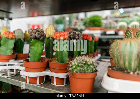 Centre de jardin et fournisseur grossiste concept. Beaucoup de différents cactus dans les pots de fleurs en fleurs sur les étagères de magasin chariot. Beaucoup de petits pots Banque D'Images