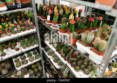 Centre de jardin et fournisseur grossiste concept. Beaucoup de différents cactus dans les pots de fleurs en fleurs sur les étagères de magasin chariot. Beaucoup de petits pots Banque D'Images