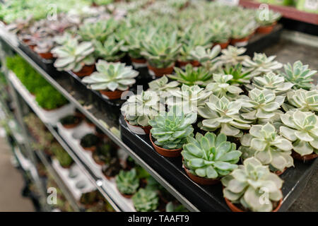 Centre de jardin et fournisseur grossiste concept. Beaucoup de différents cactus dans les pots de fleurs en fleurs sur les étagères de magasin chariot. Beaucoup de petits pots Banque D'Images