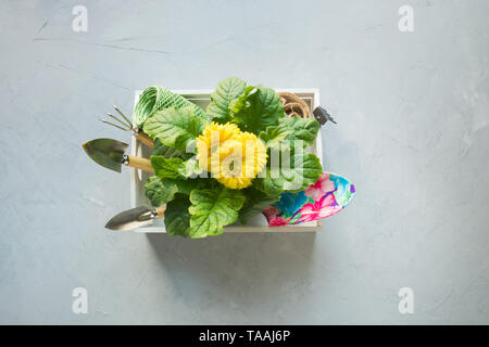 Arrière-plan de jardinage jardinage, gerbera jaune avec des péages et des fleurs de jardin plante en fort sur fond de béton gris. Vue d'en haut. Banque D'Images