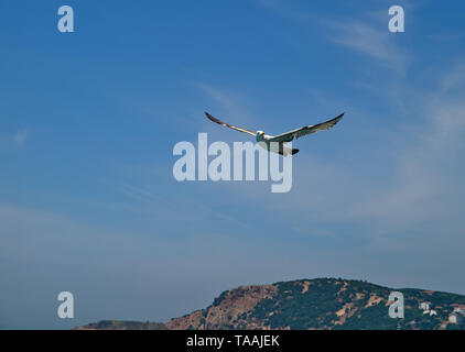 Avec des vents Seagull flying grande ouverte contre le ciel bleu avec des nuages et des montagnes.Les îles du Prince, la Turquie. Banque D'Images