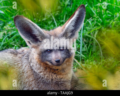 Bat-eared fox Otocyon megalotis Banque D'Images