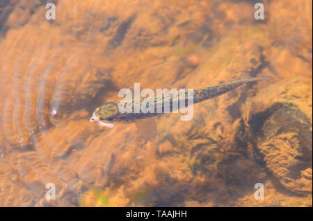 Les alevins de truites (Salmonidae) C'est d'attraper par la pêche leurre naturel. Le petit poisson est sur un hameçon dans l'eau. Il s'agit d'une manière illégale d'attraper.