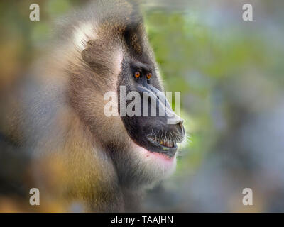 Drill Mandrillus leucophaeus femelle adulte portrait captif Banque D'Images