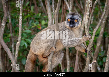 Le lémurien brun commun (Eulemur fulvus) est une espèce de lémurien dans la famille Lemuridae. C'est de Madagascar et de Mayotte Banque D'Images