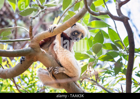 Le Coquerel's sifaka (Propithecus coquereli) est un lémurien de taille moyenne de l'espèce sifaka Propithecus. Il est originaire de Madagascar. Banque D'Images