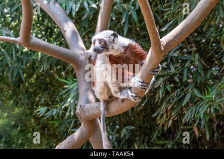 Le Coquerel's sifaka (Propithecus coquereli) est un lémurien de taille moyenne de l'espèce sifaka Propithecus. Il est originaire de Madagascar. Banque D'Images