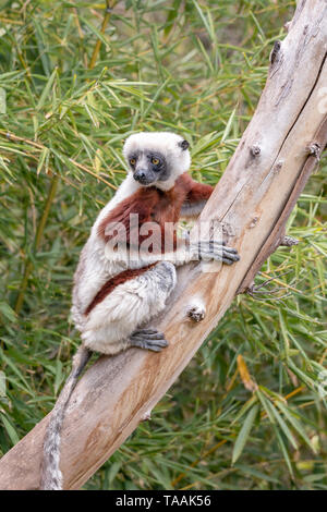 Le Coquerel's sifaka (Propithecus coquereli) est un lémurien de taille moyenne de l'espèce sifaka Propithecus. Il est originaire de Madagascar. Banque D'Images