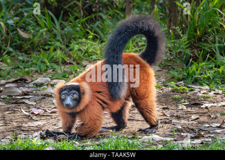 La gélinotte rouge (lemur Le Varecia rubra) est une espèce en voie de disparition de la gélinotte lemur, l'un des deux qui sont endémiques à l'île de Madagascar. Banque D'Images