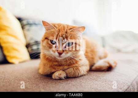 Le gingembre cat lying on sofa in living room. Animal endormi à la maison Banque D'Images