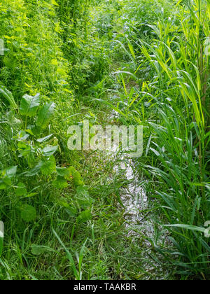 L'un des ressorts de la rivière début Kennett à elle est la source à Swallowhead printemps près d'Avebury, Wiltshire, Royaume-Uni Banque D'Images