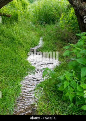 L'un des ressorts de la rivière début Kennett à elle est la source à Swallowhead printemps près d'Avebury, Wiltshire, Royaume-Uni Banque D'Images