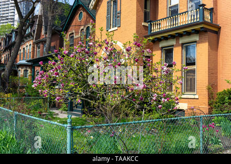 Ce magnolia Rose sur la rue en face d'une maison victorienne à Cabbagetown à Toronto est la plus belle que j'ai jamais vu. Banque D'Images