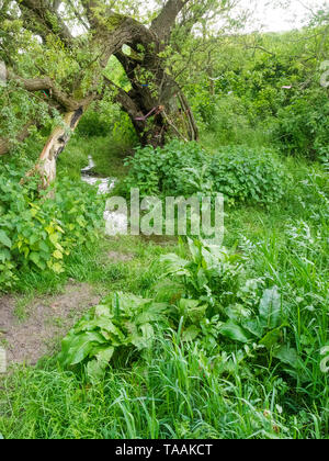 L'un des ressorts de la rivière début Kennett à elle est la source à Swallowhead printemps près d'Avebury, Wiltshire, Royaume-Uni Banque D'Images