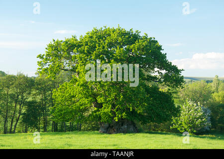 Wyndham juge's Oak, dans le village de Dorset Silton. C'est l'arbre le plus ancien dans le comté et la pensée d'être plus de mille ans. L'Angleterre. Banque D'Images