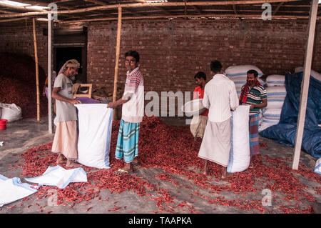 Bogra, Bangladesh. 05th avril 2019. Les femmes bangladaises traitent et dessèchent le piment rouge sous le soleil sur un terrain de séchage au piment rouge à la périphérie de Banque D'Images