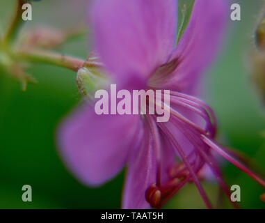 Close up of geranium macrorrhizum flower Banque D'Images