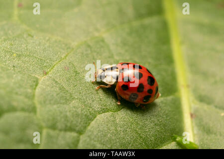 Coccinelle asiatique ou arlequin (lat. Harmonia axyridis) rouge Banque D'Images