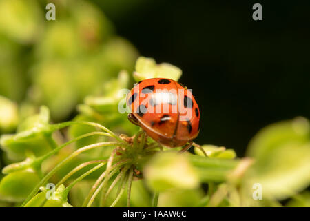 Coccinelle asiatique ou arlequin (lat. Harmonia axyridis) rouge Banque D'Images