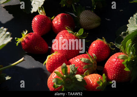 Ferme de fraises fraîches à Lewis Taylor fermes prises peut attendre 7, 2019 à Fort Valley, Georgia. A, le 7 mai 2019. Fermes comptent sur le travail saisonnier en utilisant le programme visa H-2A pour les travailleurs agricoles temporaires souvent appelé le programme de travailleurs invités. Banque D'Images