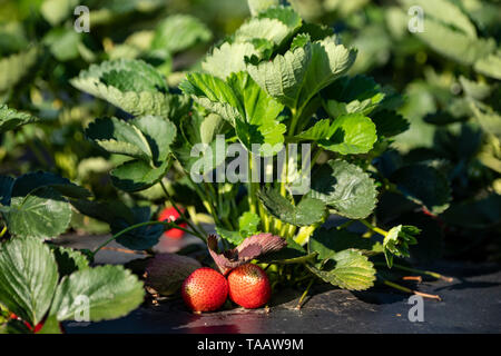 Ferme de fraises fraîches à Lewis Taylor fermes prises peut attendre 7, 2019 à Fort Valley, Georgia. A, le 7 mai 2019. Fermes comptent sur le travail saisonnier en utilisant le programme visa H-2A pour les travailleurs agricoles temporaires souvent appelé le programme de travailleurs invités. Banque D'Images