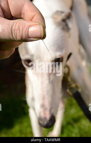 La main de l'homme est titulaire d'une aiguille d'acupuncture en acier alors qu'un chien blanc dans l'arrière-plan semble regarder sceptique. Banque D'Images