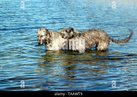 Deux gros chiens, un deerhound écossais et d'un iw sur l'eau dans un suny jour. Banque D'Images