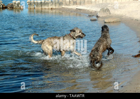 Deux gros chiens, un deerhound écossais et d'un iw sur l'eau dans un suny jour. Banque D'Images