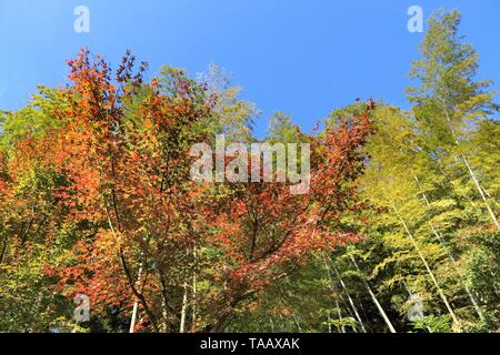 Les feuilles d'automne et vert bamboo grove au Japon - feuilles d'érable rouge momiji (arbre) à Kamakura park. Banque D'Images