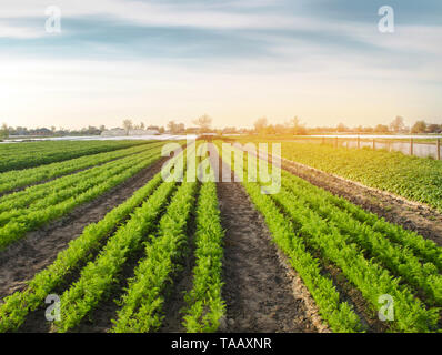 Belle vue d'une plantation de carottes dans un domaine en pleine croissance. Les légumes biologiques. L'agriculture. L'agriculture. Selective focus Banque D'Images