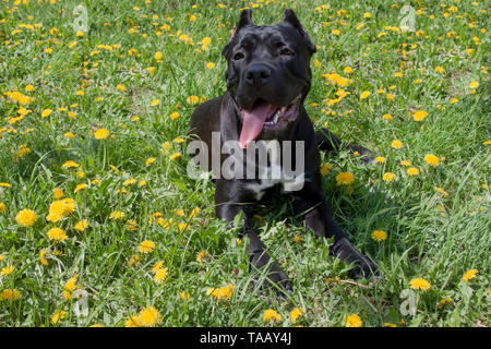 Cane Corso chiot est couché dans une herbe verte. Cane Corso italiano mastiff ou italien. Animaux de compagnie. Huit mois. Banque D'Images