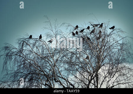 Phoque à capuchon crows recueillies la nuit dans le parc de la ville au printemps. Les oiseaux se perchent, multitude d'oiseaux de bord de merles. Banque D'Images