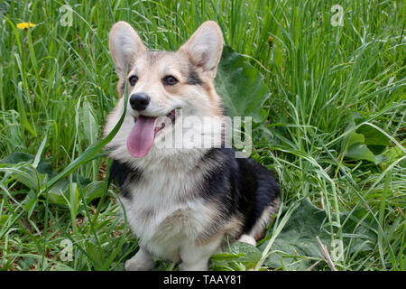 Welsh Corgi Pembroke mignon chiot est assis sur un pré vert. Animaux de compagnie. Banque D'Images