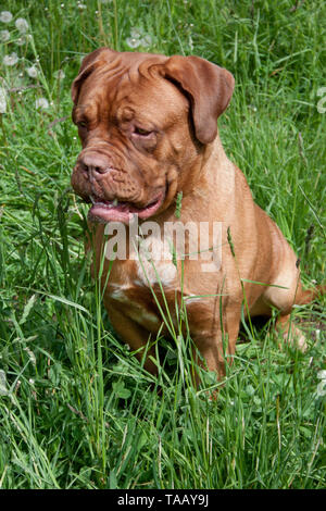 Mignon chiot dogue de Bordeaux est assis dans une herbe verte. Animaux de compagnie. Banque D'Images