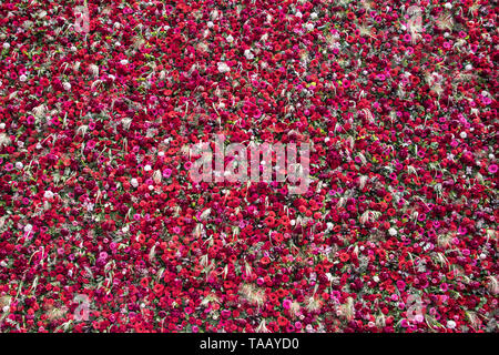 Immense et magnifique mur de Fleurs 1000 Banque D'Images