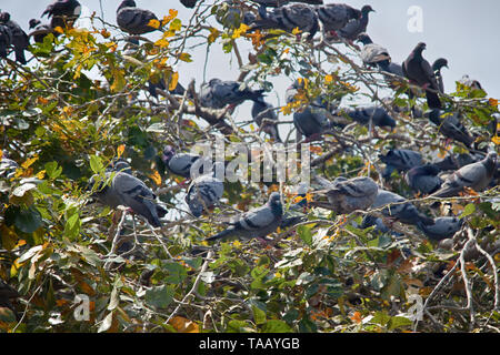 Blue rock multiplication pigeons assis sur les branches horizontales du platane. L'Inde Banque D'Images