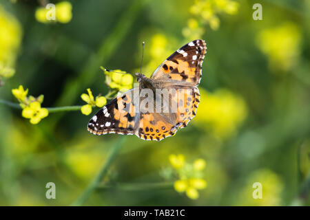 Papillon belle dame chargée depuis une fleur de moutarde sur la côte californienne. Ailes déployées ; plantes en arrière-plan. Banque D'Images