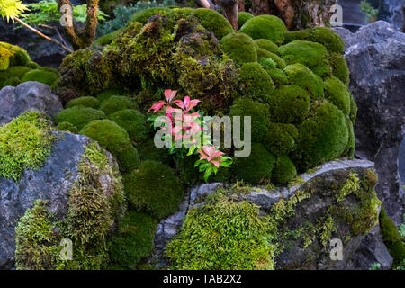 Le commutateur vert jardin conçu par Kazyuki Ishihara et gagnant d'une médaille d'or dans la catégorie des jardins artisan à la RHS Chelsea Flower Show 2019, L Banque D'Images