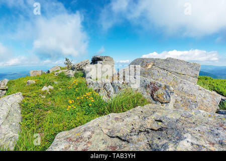 Scène de la nature l'été au sommet d'une colline. pissenlits jaunes au milieu des rochers sur une pente gazonnée. ensoleillé avec des nuages sur le ciel bleu de la matinée sont pacifiques. Banque D'Images