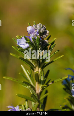 Rosemary a de plus en plus bush dans un potager dans le nord-est de l'Italie. Rosmarinus officinalis est une herbacée vivace, ligneuse Banque D'Images