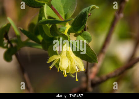 Un Sibérien Honeyberry de plus en plus d'arbustes dans un jardin dans le nord-est de l'Italie. Lonicera caerulea - également connu sous le nom de l'haskap Berry, Blue-Berried Deepblu, chèvrefeuille Banque D'Images