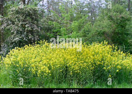Bunias orientalis, wartycabbage,turque,chou-verruqueuse hill moutarde, ou turc rocket fleurs jaunes aux beaux jours Banque D'Images